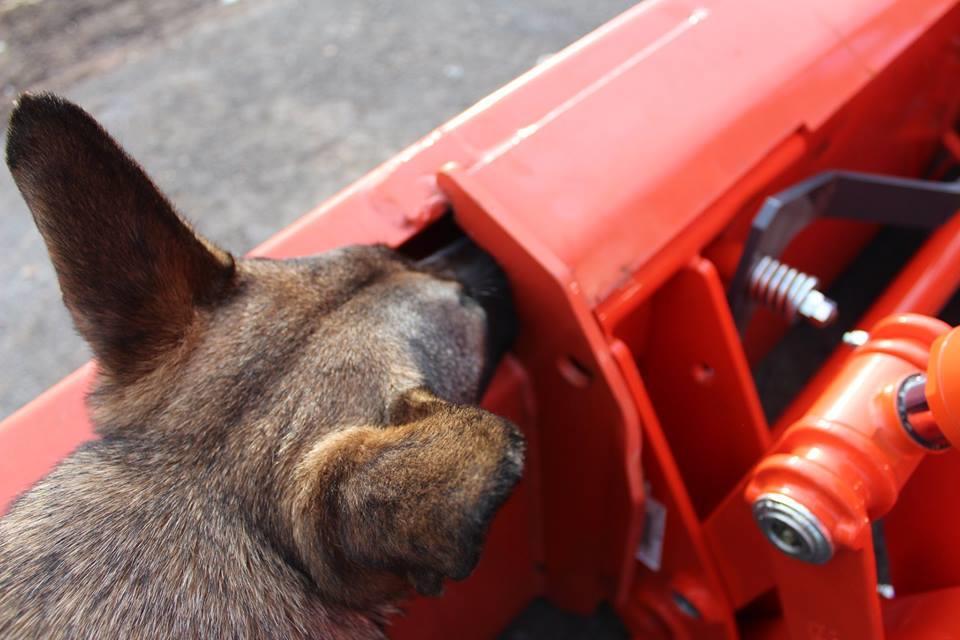 5. Generalisering Lär hunden att