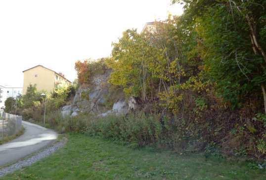 Figur 6. Den stora poppeln i södra änden av gång- och cykelvägen. Parkområde längst söderut Huvuddelen består av en brant bergvägg med mur överst, gränsande till Mariehälls gård.