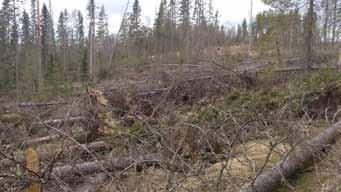 4.3 KLIMAT OCH KLIMATANPASSNINGAR För att höja kunskapen och medvetenheten kring klimatförändringarna har SMHI tillsammans med andra klimatexperter fått uppdraget att ta fram länsvisa analyser som