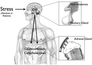 AKTIVERING AV STRESSRESPONSER Snabba systemet SAM Långsamma systemet HPA-axeln Hypofysen Binjurens medulla/märg adrenalin noradrenalin Binjurebarken