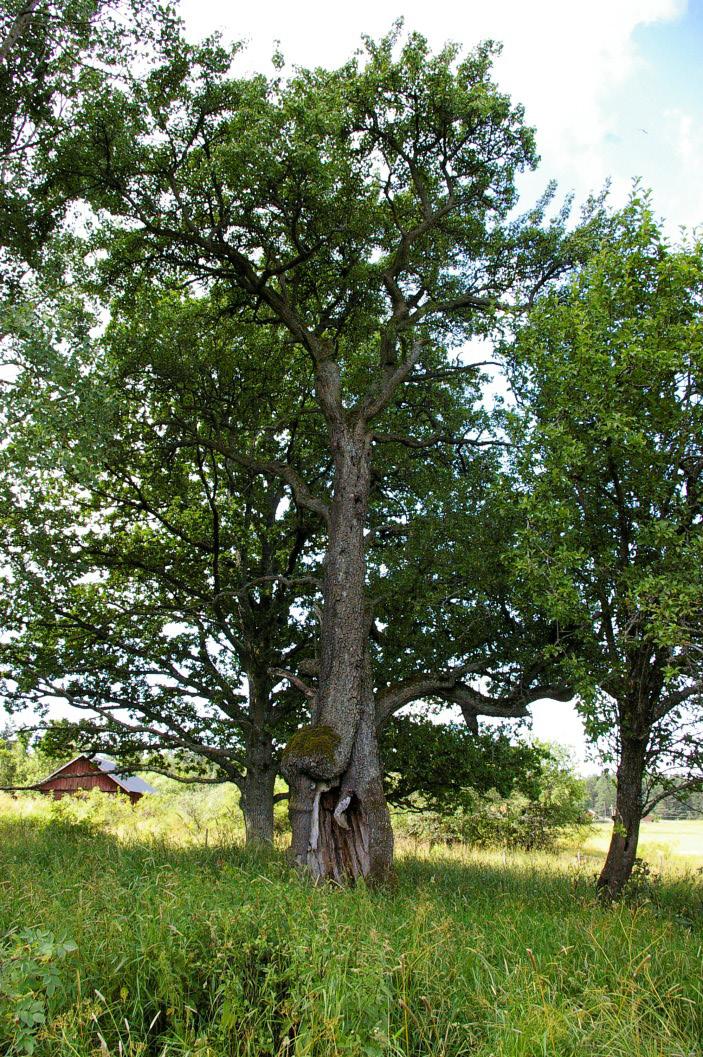 Samtliga lövträd Det är inte bara ädellövträd som blir skyddsvärda träd när de är gamla, utan även andra lövträd är viktiga för arter när de får strukturer som hål och grov bark (Figur 46). 5.