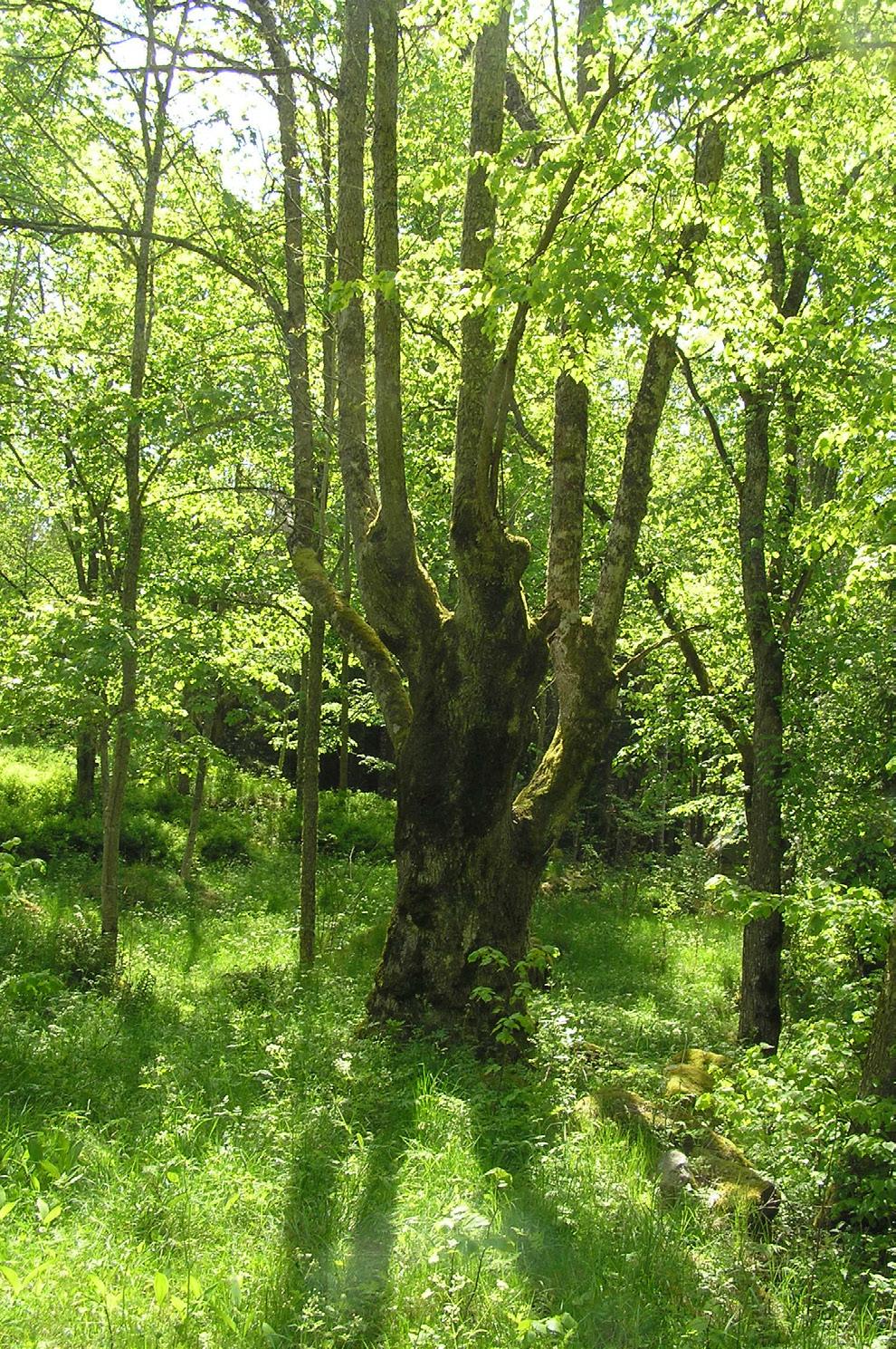 De vanligaste hamlade träden i de inventerade länen är lindar, askar eller lönnar och de flesta träden klassades som friska.