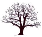 Barklös stamved 8 Savflöde 9 Övrigt Trädets form kan berätta om hur