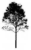 igenväxning. Trädform anges ej för hamlingsträd!