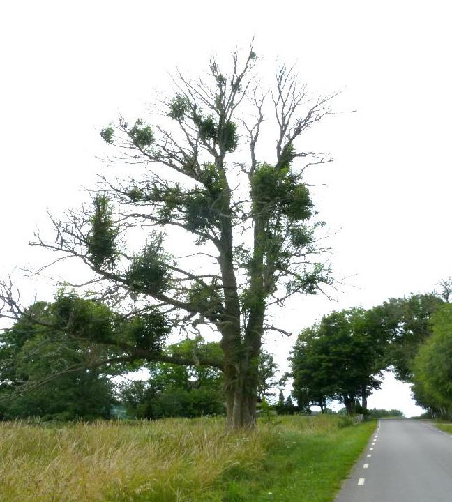 Sjukdomen utgörs av svampen Hymenoscyphus pseudoalbidus som angriper trädet och dödar yngre kvistar och grenar (Figur 9). Detta tar en väldig energi för trädet och efter några års kamp dör trädet.