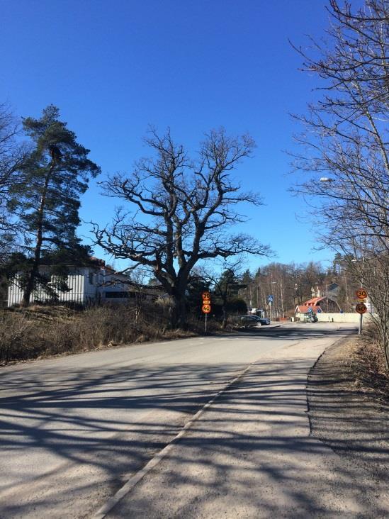 En bevarandevärd ek på södra sidan av Boovägen försvårar dock en sådan utbyggnad eftersom en gångbana inte får plats. Figur 18.