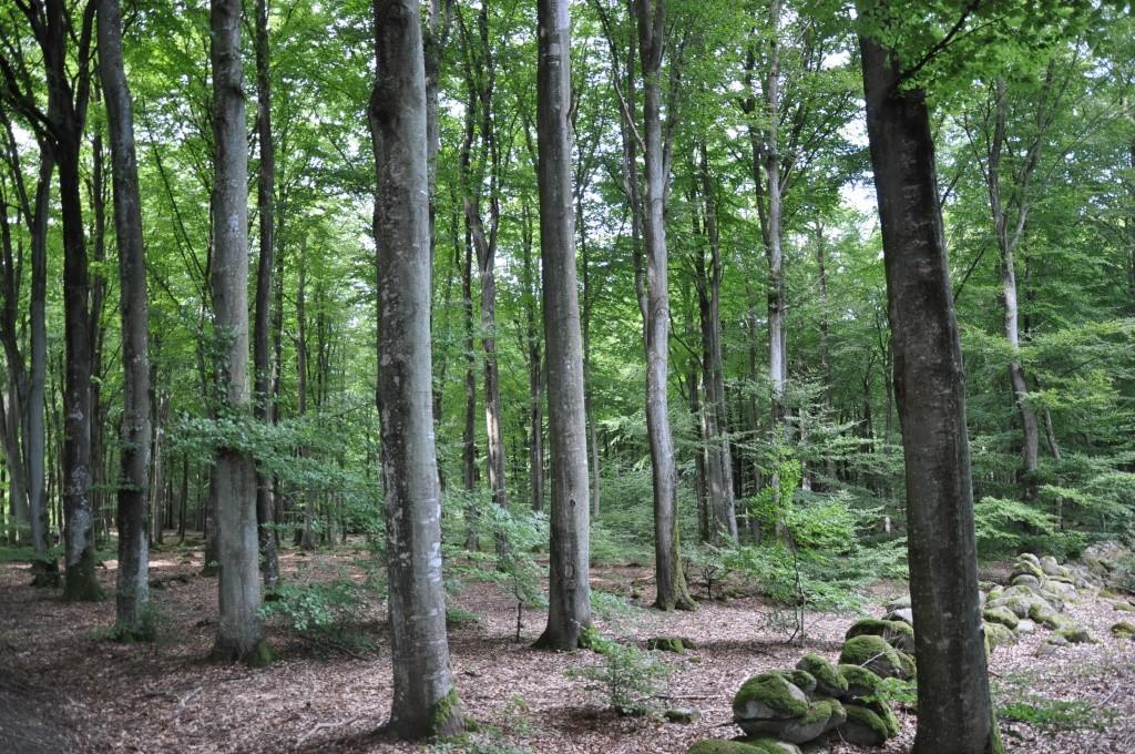 Prisidé: 3 000 000 SEK Anbud senast 2014-09-30 Skog och Lantbruk i Sverige AB, www.skogochlantbruk.