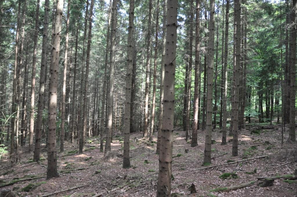 Simrishamn Rörum 21:9 m.fl. Upplysningar Skog & Lantbruk Karl Olofsson, jägmästare/reg fastighetsmäklare. E-mail karl.olofsson@skogochlantbruk.