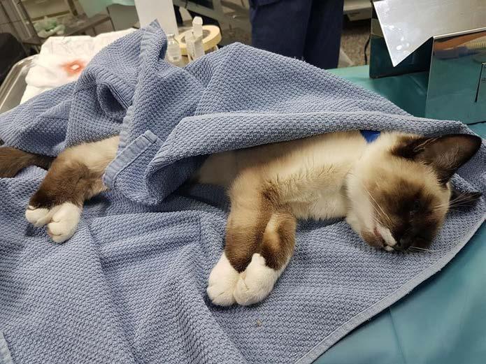 Fakulteten för veterinärmedicin och husdjursvetenskap Institutionen för kliniska vetenskaper Kan enbart ögonparametrar användas för bedömning av narkosdjup vid dissociativ