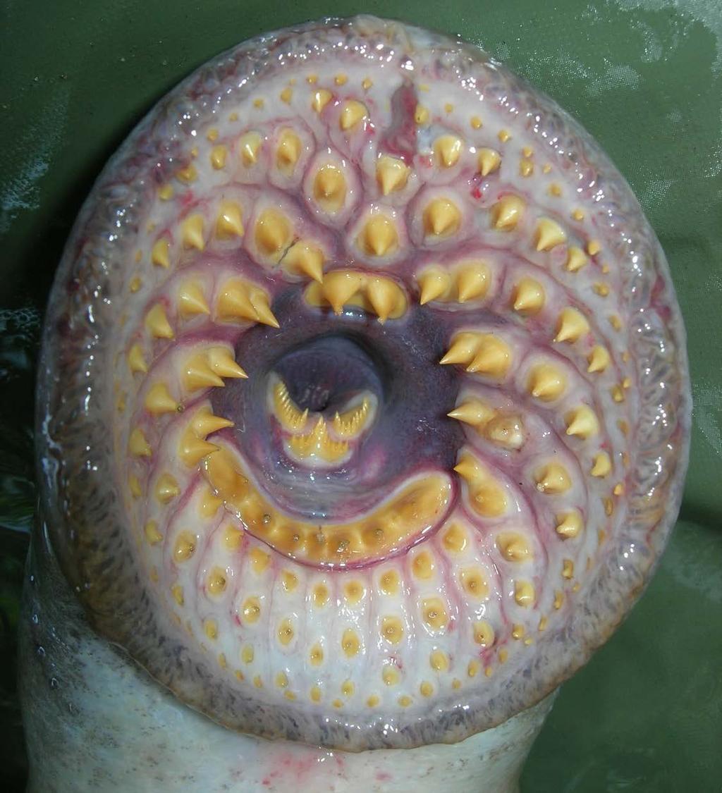 Figur 4. Havsnejonögats mun och tunga är med sina över 100 keratiniserade tänder en skräckinjagande syn. Foto: Nils Ljunggren.