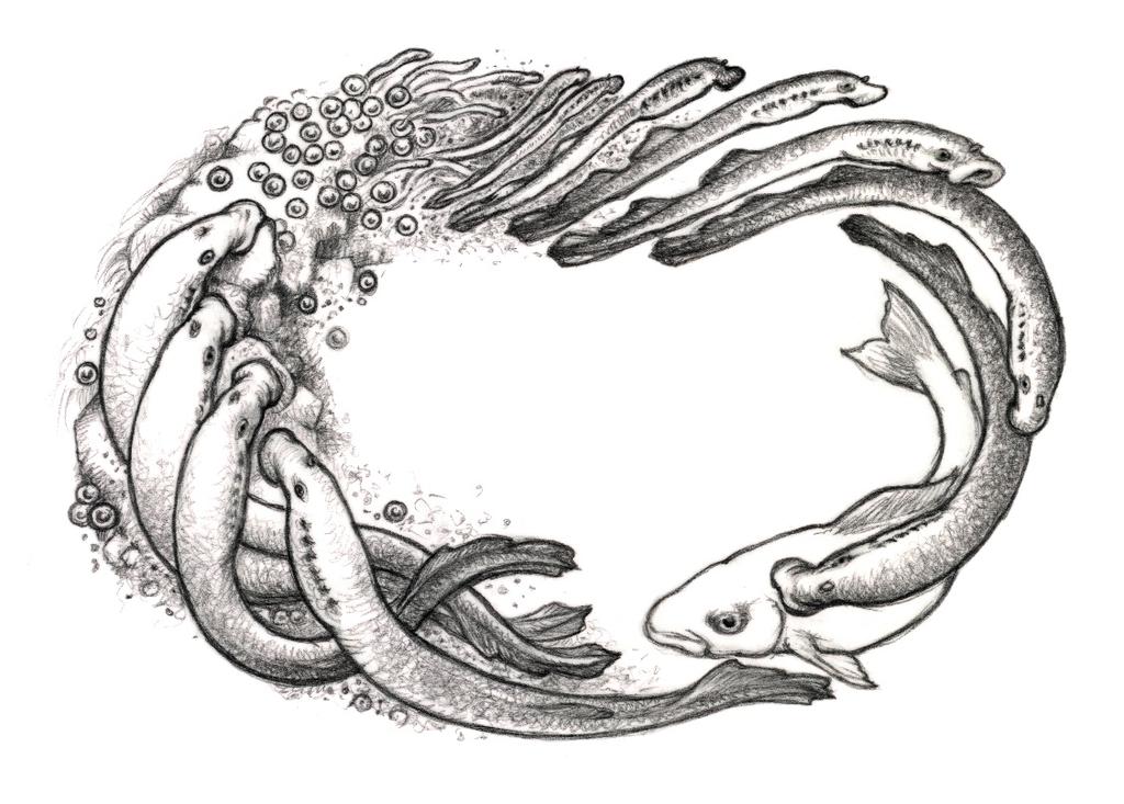 Figur 12. Havsnejonögat har liksom andra parasitiska nejonögonarter en invecklad livscykel där olika livsstadier ställer vitt skilda krav på livsmiljön.