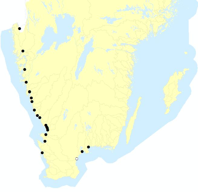 I Sverige har havsnejonögat sitt kärnområde i Halland och Västra Götaland där det leker i större kustmynnande vattendrag med biflöden.