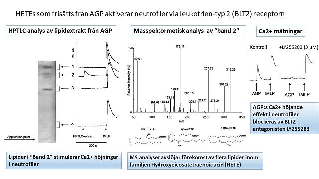 bioaktiva arakidonsyraderivat. Särskilt uttalat var förekomst av 12-HETE (se Fig.1; mitten). Våra data visar således att AGP är en carrier av denna grupp av bioaktiva fettsyror.