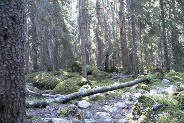 Skogen som livsmiljö en rättsvetenskaplig studie om skyddet