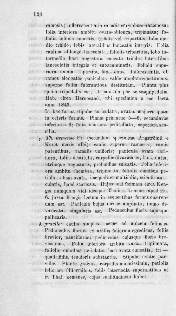 124 ramosis; inflorescentia in ramulis corymboso-raccmosa; folia inferiora ambitu ovato-oblonga, tripinnata; foliolis infimis cuneatis, trifidis vel tripartitis, lobo medio trifido, lobis lateralibus