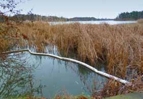 sensommar i brunnsviken Råstaån siktdjup (2 m) diffusa källor termoklin (ca 5 m) medeldjup (6 m) syrefritt (8 m) 300 KILO FOSFOR tillförs varje år vattenväxter finns ned till ungefär dubbla