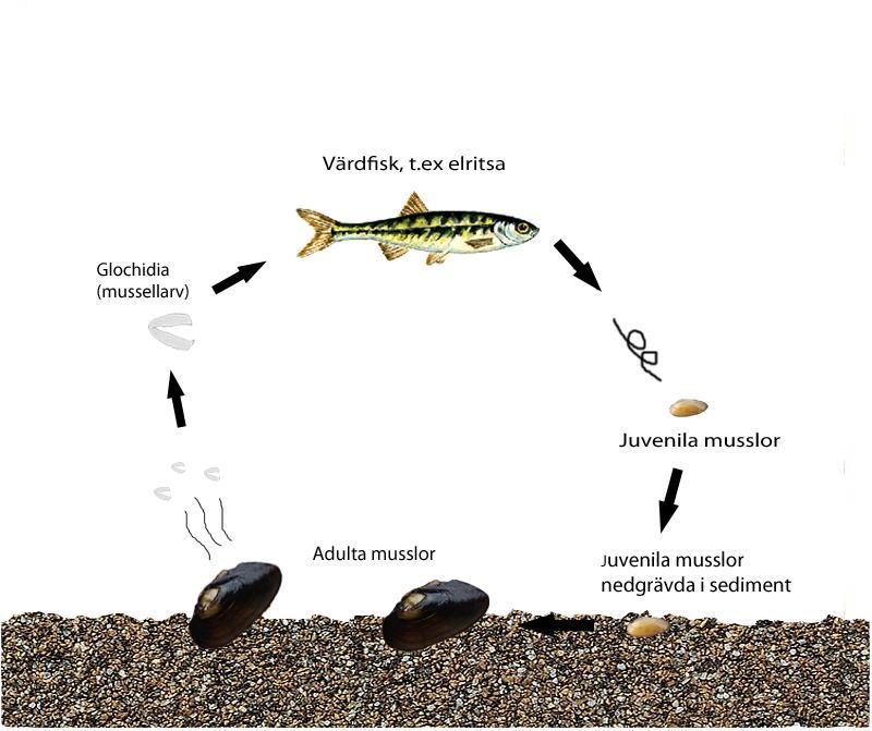 Allmänt om stormusslor: Flera av våra musslor bl.a. tjockskalig målarmussla och flodpärlmussla har idag en ansträngd tillvaro i svenska sjöarna och vattendrag.