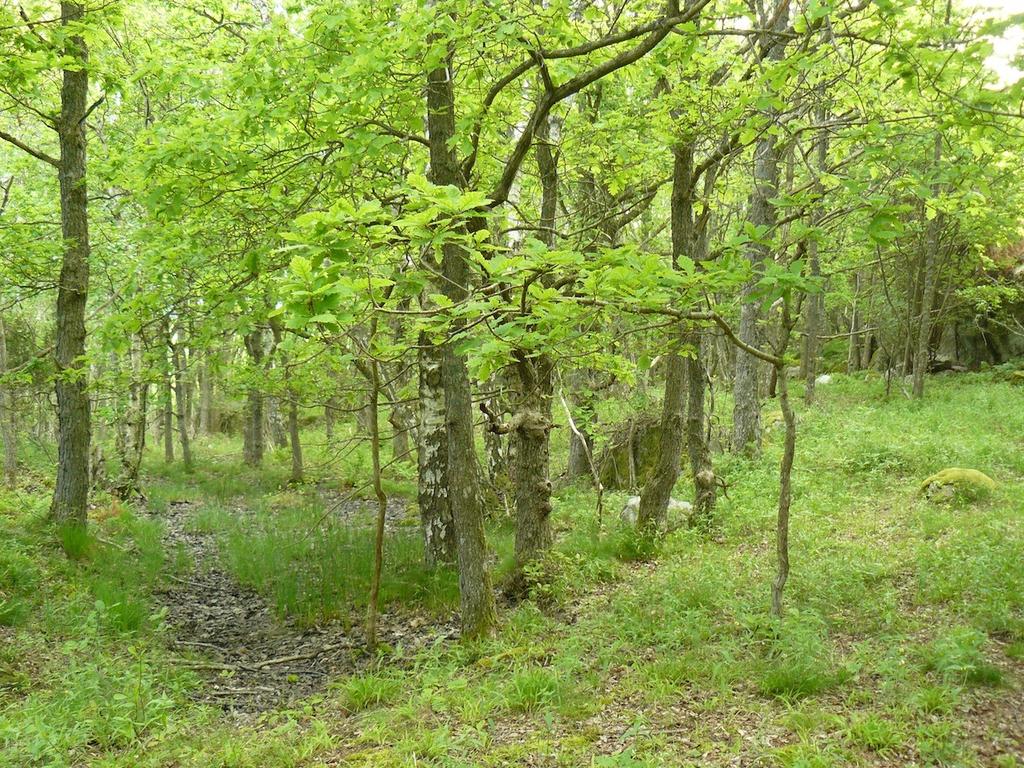 B En stor del av området består av hällmarker där små sänkor med träd och buskar är insprängt. Här växer små björkar, ekar och på fuktigare ställen viden. Här och var står enar.
