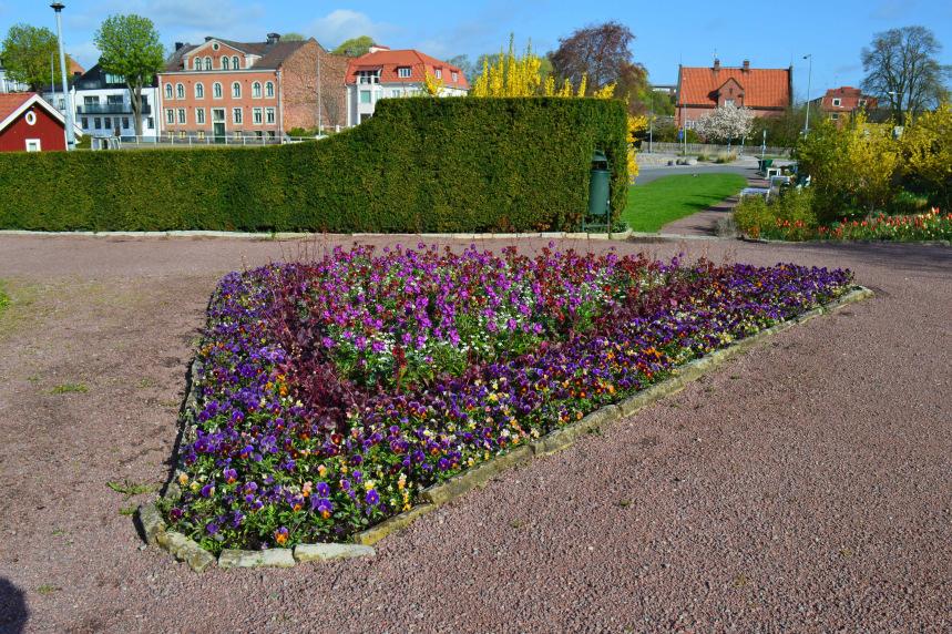 Erysimum Winter Rouge gyllenlack, röd Erysimum Winter Joy gyllenlack, lilarosa Myosotis Snowsylwa förgätmigej, vit Heuchera