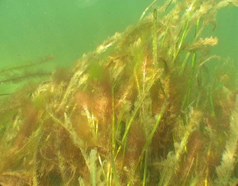 RESULTAT På näringsrika lokaler dominerar den platta tarmtången Ulva linza (t ex lokal 590) och den bladformade grönalgen svartnande havssallad Ulvaria obscura.