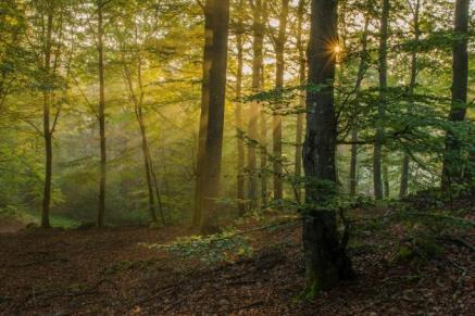 Riktlinjer för artskydd i skogen Ett gemensamt projekt Naturvårdsverket Skogsstyrelsen med medverkan från