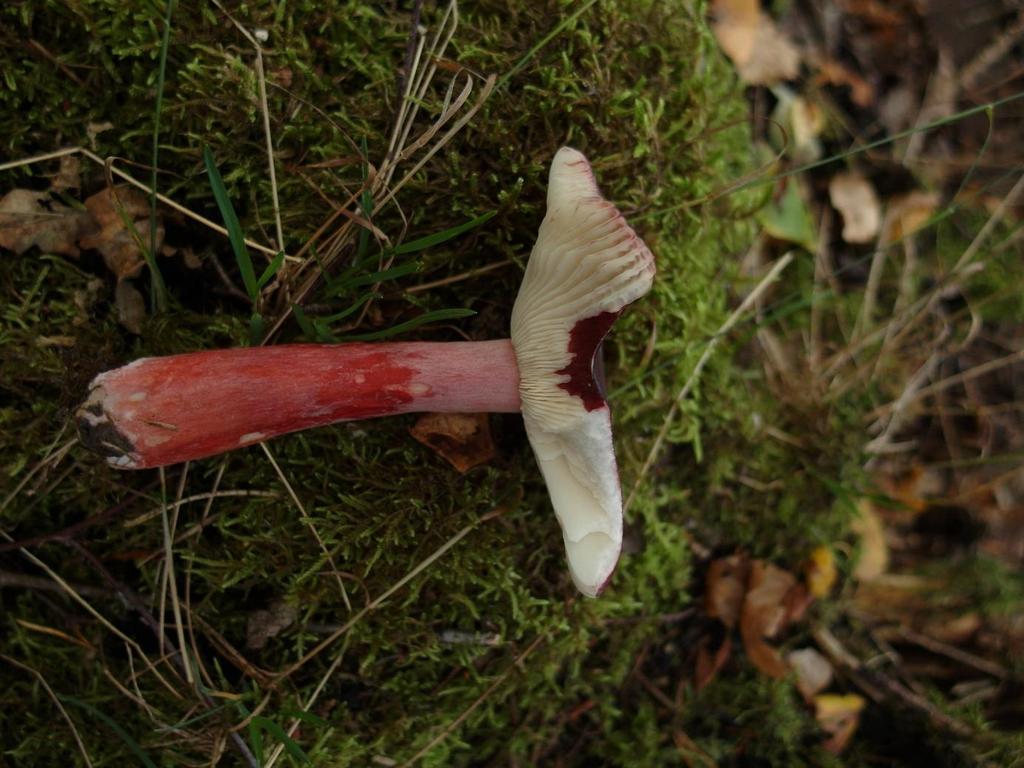 Krusbärskremla en av många vackra svampar i