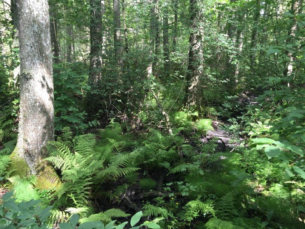 KÖPINGS KOMMUN Naturvärdesinventering Västra Sömsta UPPDRAGSNUMMER 1186619200 Alkärr inom det inventerade området.