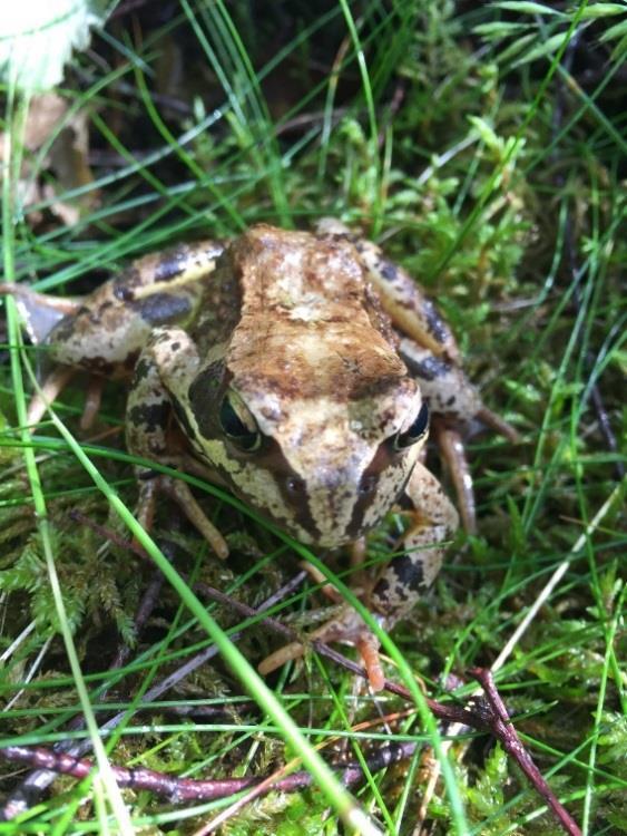 Konsekvenser av ianspråktagande Björkskogen har idag inget direkt skyddsvärde men kan i framtiden utveckla högre naturvärden om andelen död ved ökar. 4.1.