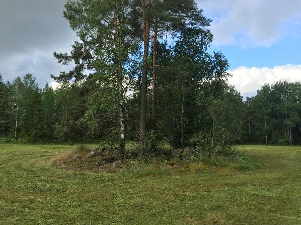 4.1.7 Objekt C Ängsmark Ängsmarken, markerad som objekt C i Figur 2 bedöms som en biotop som skapar flera bryn- och livsmiljöer för flora och fauna.