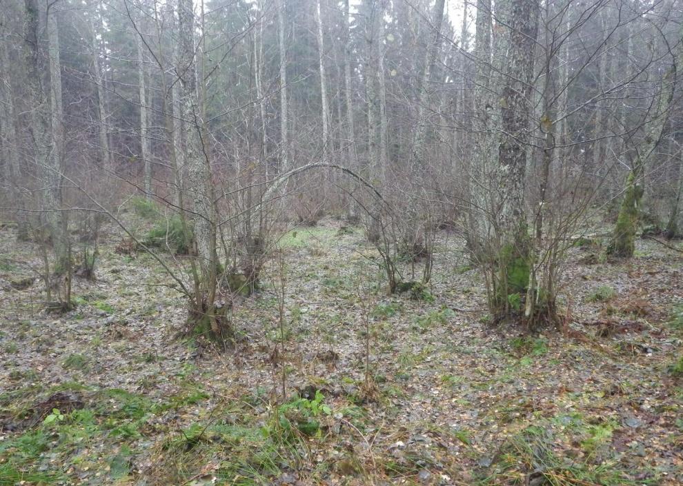 31 Område 22 0,5 ha Lövsumpskog Klass 4, Visst naturvärde Området har ett visst biotopvärde knutet till den våta delvis källpåverkade marken.
