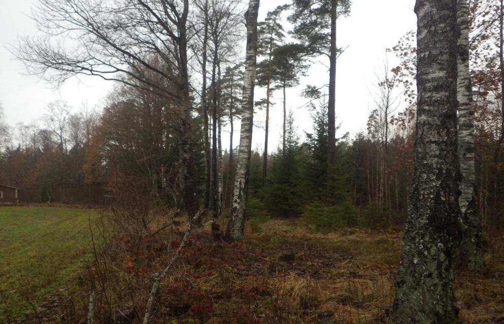 32 Område 23 0,3 ha Lövbryn Klass 4, Visst naturvärde Området har ett visst biotopvärde knutet till äldre solvarmt stående lövträd och hålträd av främst björk.