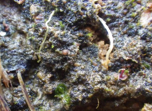 Liten blekspik Sclerophora peronella VU Liten blekspik är en skorplav med små nålformiga apothecier (frukter).