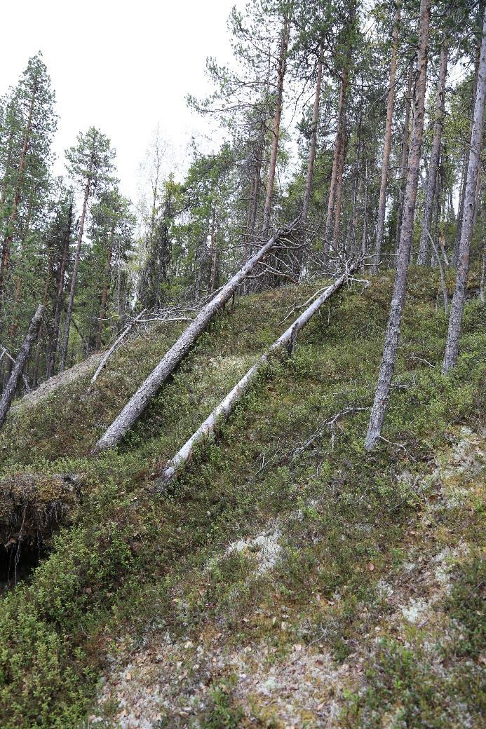 7.1.4 Område 4: Tallskog Naturvärdesklass Visst naturvärde (NV-klass 4) Naturtyp Skog och träd Beskrivning Talldominerat område med tämligen allmänna förekomster av björk.