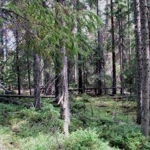 2615 Råtallberget Kommun Sollefteå Totalareal 32 ha Naturgeografisk region 30a Areal land 32 ha Objektskategori U1 Areal vatten 0 ha Markägare Sveaskog Areal produktiv skogsmark 26 ha Areal