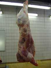 Samband mellan bröstomfång och levandevikt hos växande nötkreatur För en lönsam nötköttsproduktion är det av yttersta vikt att djuren skickas till slakt vid rätt vikt.
