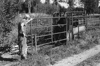 Vy över försöksstallarna på Götala som de såg ut på 1970-talet. Liggbås i det oisolerade stallet, 1970-tal.
