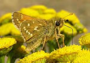 Tio rödlistade insekter på en mosse i SV Östergötland Sven Lennartsson skrev i ett tidigare nummer av detta medlemsblad om vikten att inte glömma bort sin egen hembygd i efterforskandet av insekter.