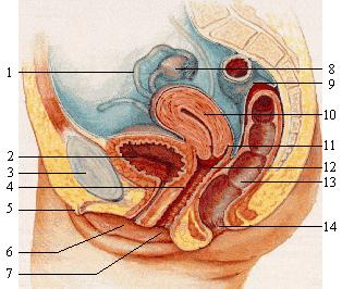 Djup samlagssmärta: diff - diagnoser Infektion i livmoder, äggledare Endometrios, adenomyos