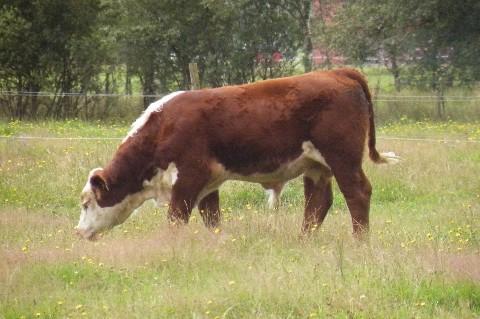 000kr Rekord! Köpare: Olle W Larsson, Oden Hereford i Skövde Född: 090129. Fv 45kg. 200dv 346kg.