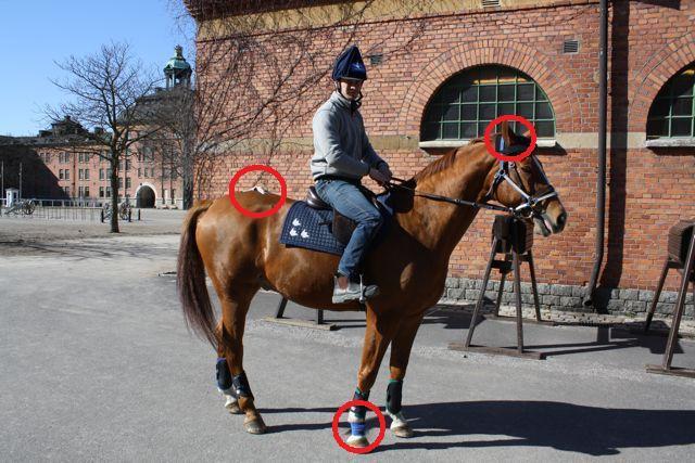 Bild 1. Häst utrustad för registrering med Lameness Locator under ryttare. Lameness Locator Hästarna utrustades med Lameness Locator.