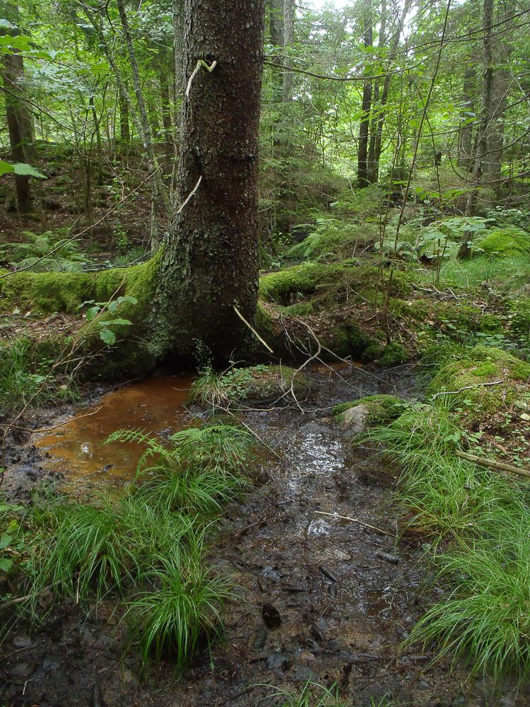 Bäckravinen Vägledalen till Holmsjön En första