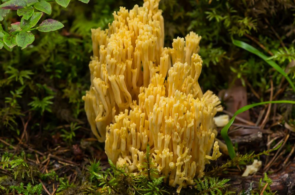 Det är här som många av svamparna är funna och tyder på att fler spännande fynd finns att hitta.