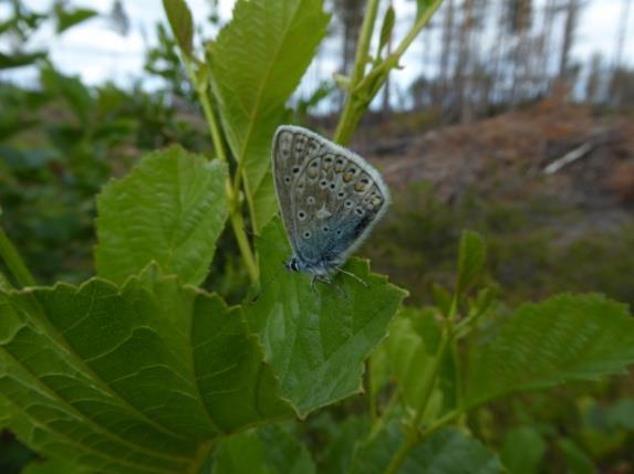 De 29 nya punkterna som inte inventerats tidigare ligger efter vägar då terrängen är mycket otillgänglig och inte direkt är lämplig att fara runt med håv i.