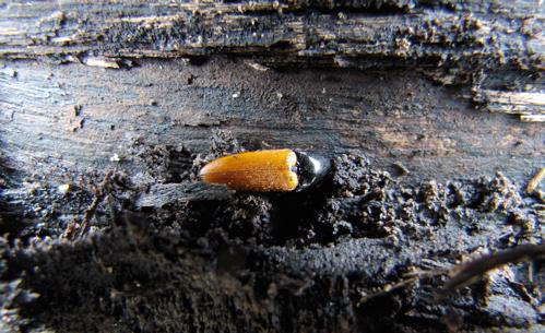 Exempel på några följearter till de inventerade skalbaggarna Orange rödrock Ampedus nigroflavus.