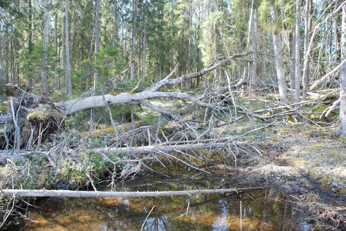 Djupfjärd i Hållnäs s:n lokal 23. Blivande naturreservat med stora samlade naturvärden.