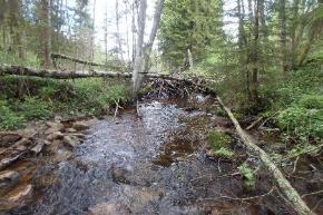 En bäverdamm delar av sträckan som övergår till ett djupare och meandrande landskap.