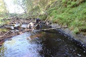 23. Sågnårsälven Koordinater: 6588592:1441644 6687557:1442149 Undersökt sträcka: Från utflödet i Älvlången till