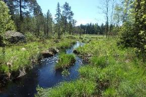 Övrigt: Vattendraget tillhör nyckelbiotopen forsar och fall och har stort estetiskt och ekologiskt värde.