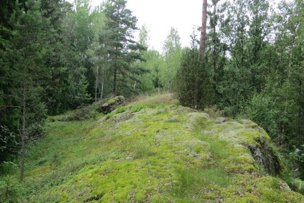 Bland bergsryggarna finns även varierade områden med gran- och lövträdsdominans (Lohja Rudus Ab 2007). Bild 5-10.