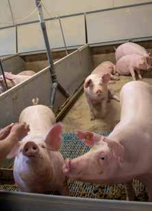 Galtgrisarna som produceras av Muskeli-suggorna testas på teststationen i Längelmäki och de bästa väljs ut till galtstationen eller säljs som gårdsgaltar för produktion av grisar för